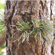 리기다소나무의 바늘잎