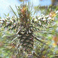 잣나무의 열매